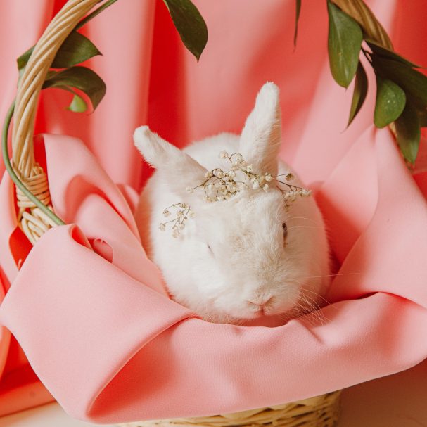 ‘Where does the Easter bunny come from?’ Easter traditions explained