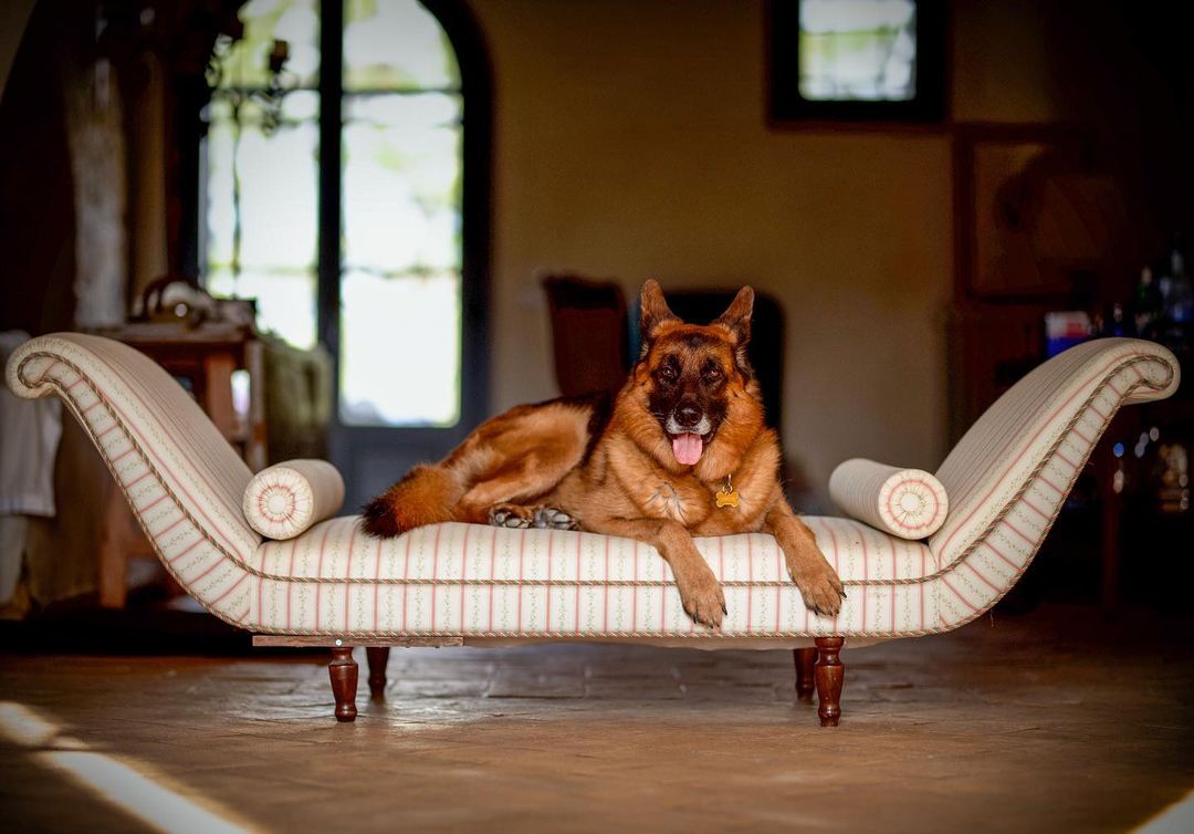 Meet the world's richest dog Gunther the German Shepard