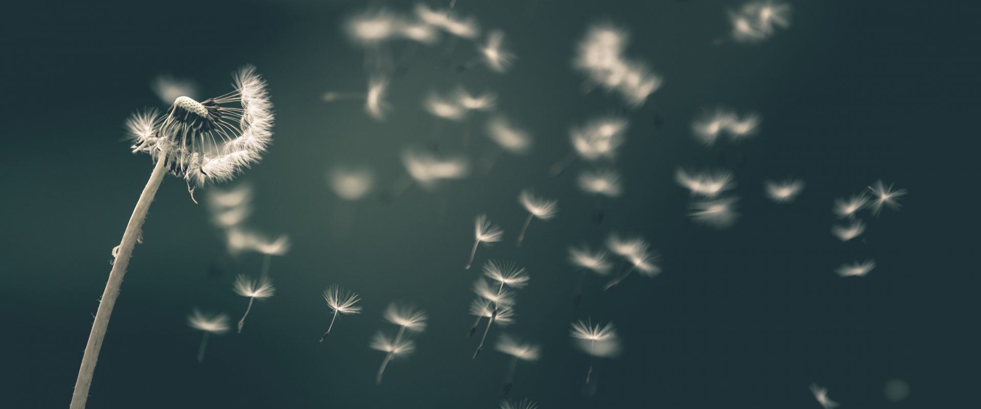 dandelion blowing