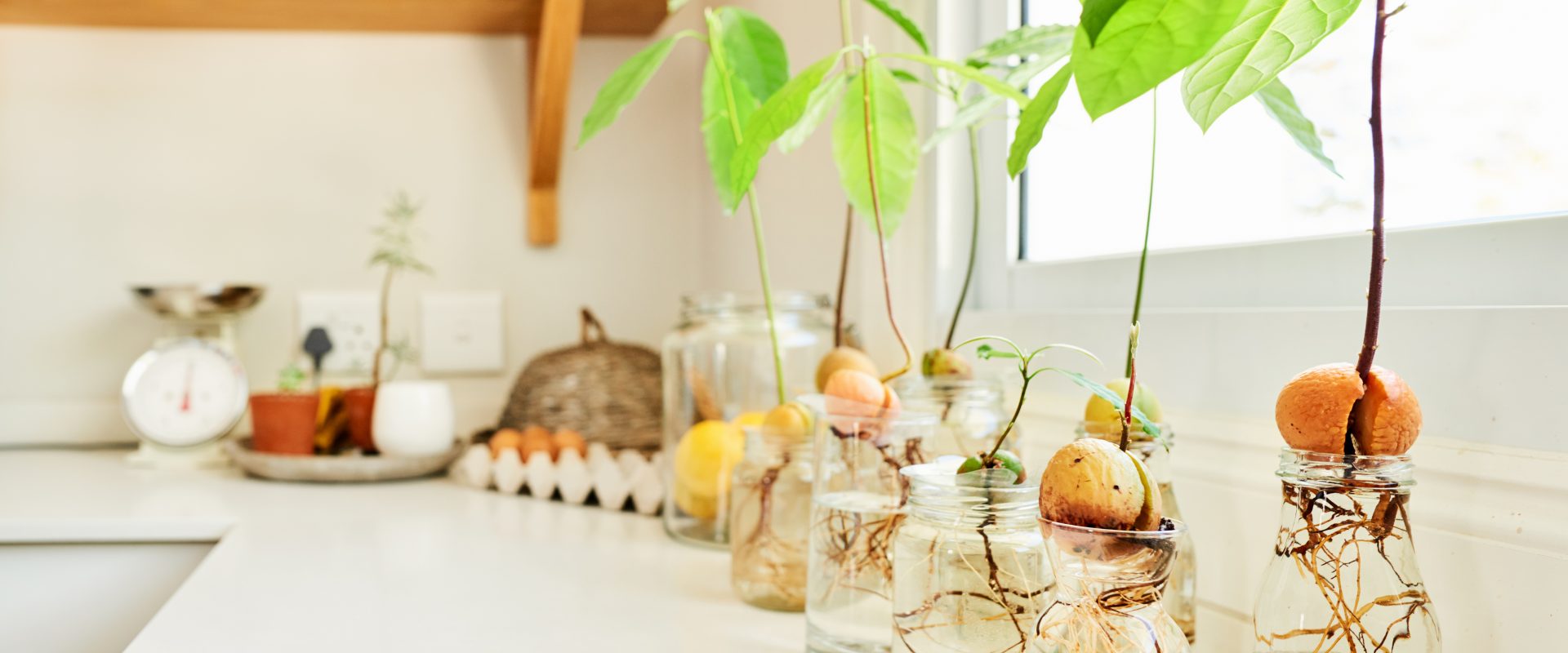 Row of avocado pits sprouting new trees sitting in jars on a kitchen counter by a window