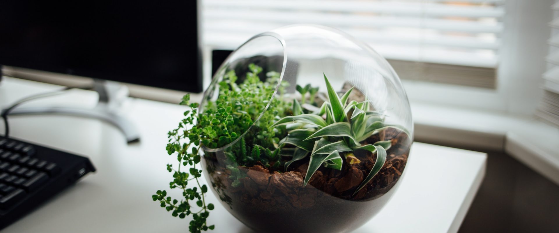 terrariums on a desk