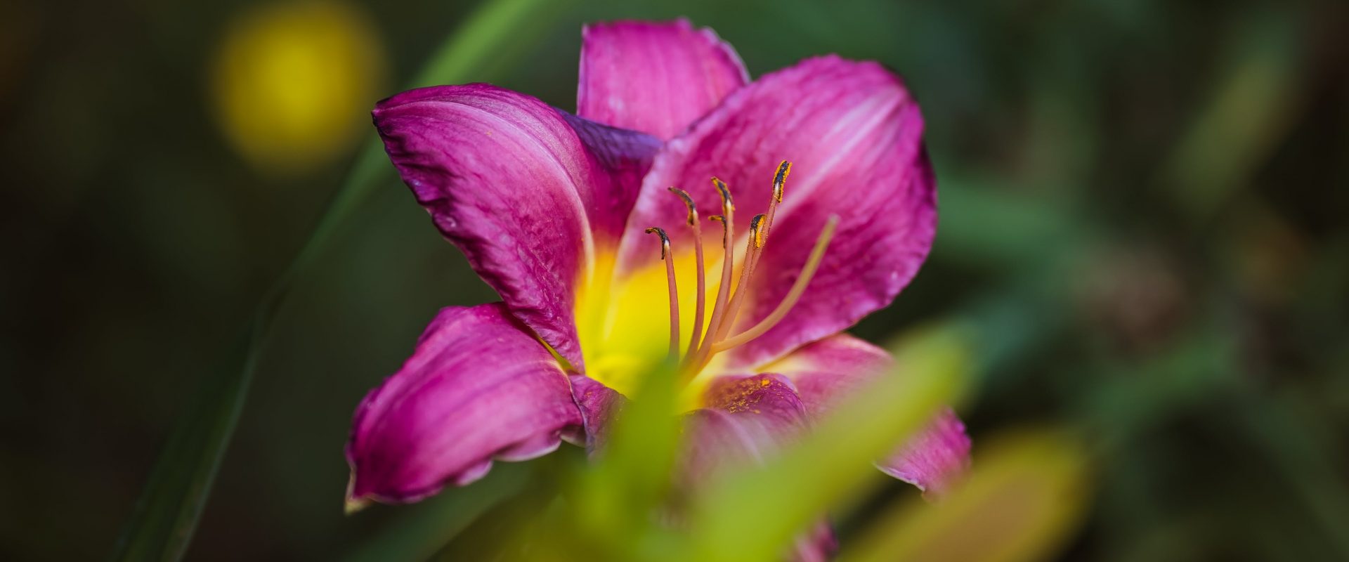 daylily