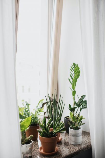 5 tips to protect your houseplants from the heat wave.