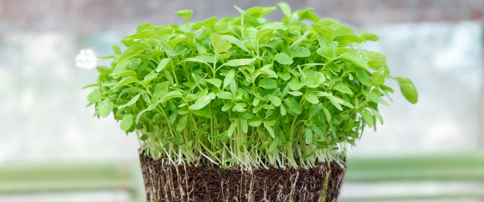 Microgreens magic: a step-by-step guide to growing nutrient-packed greens