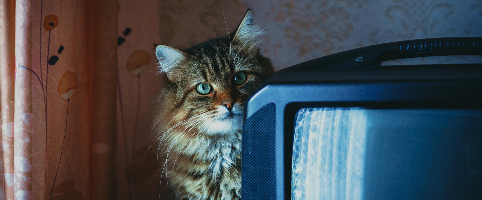 Should your pets watch TV?