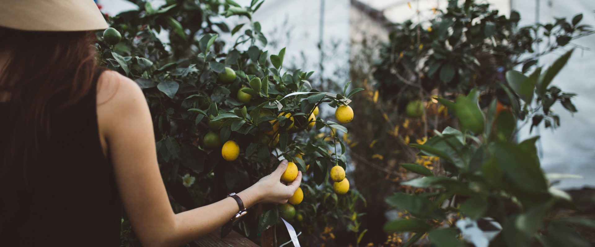 Pick farm fresh fare at at Boschendal’s Citrus Festival Market