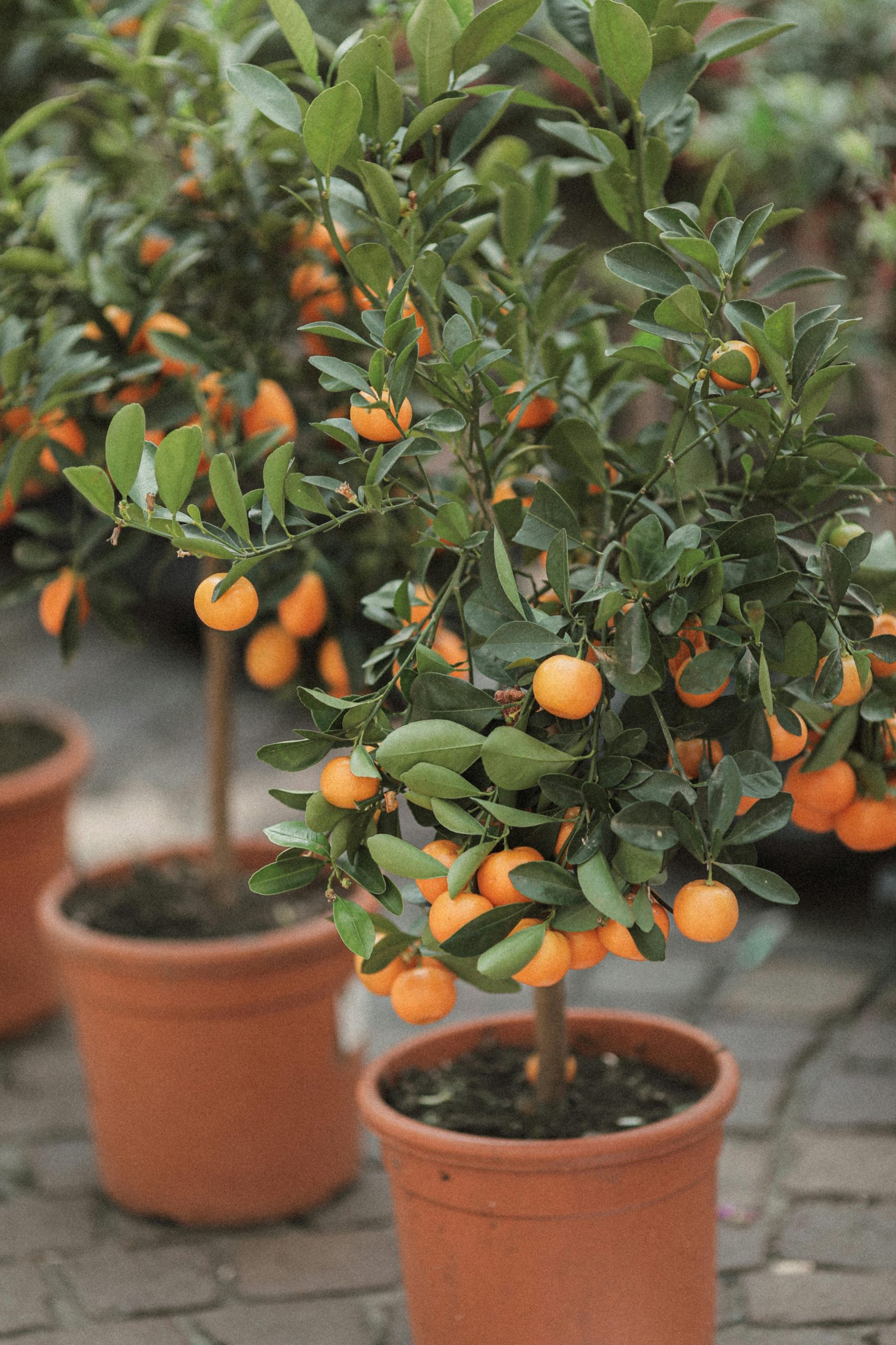 fruit tree container