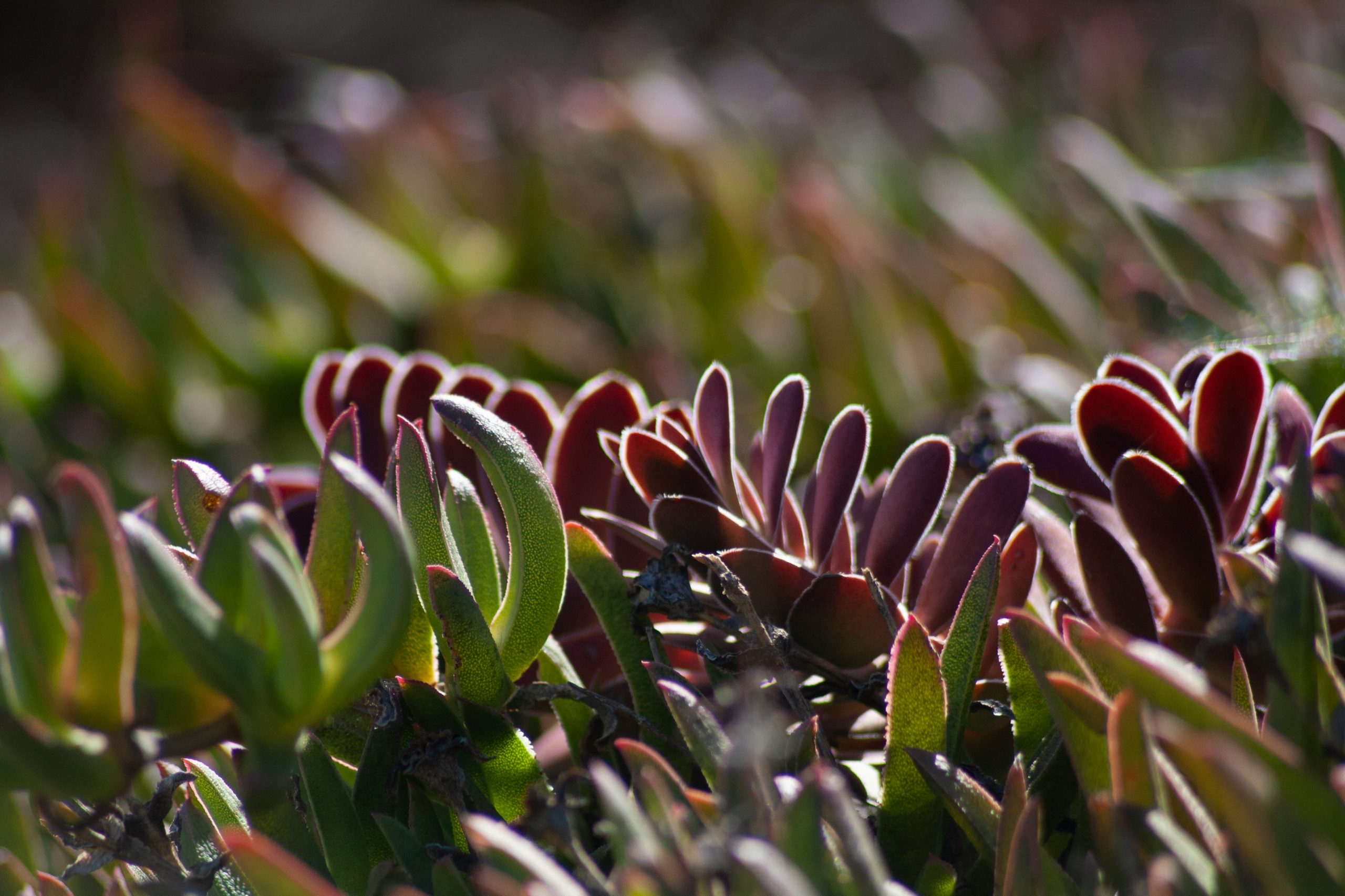 fynbos