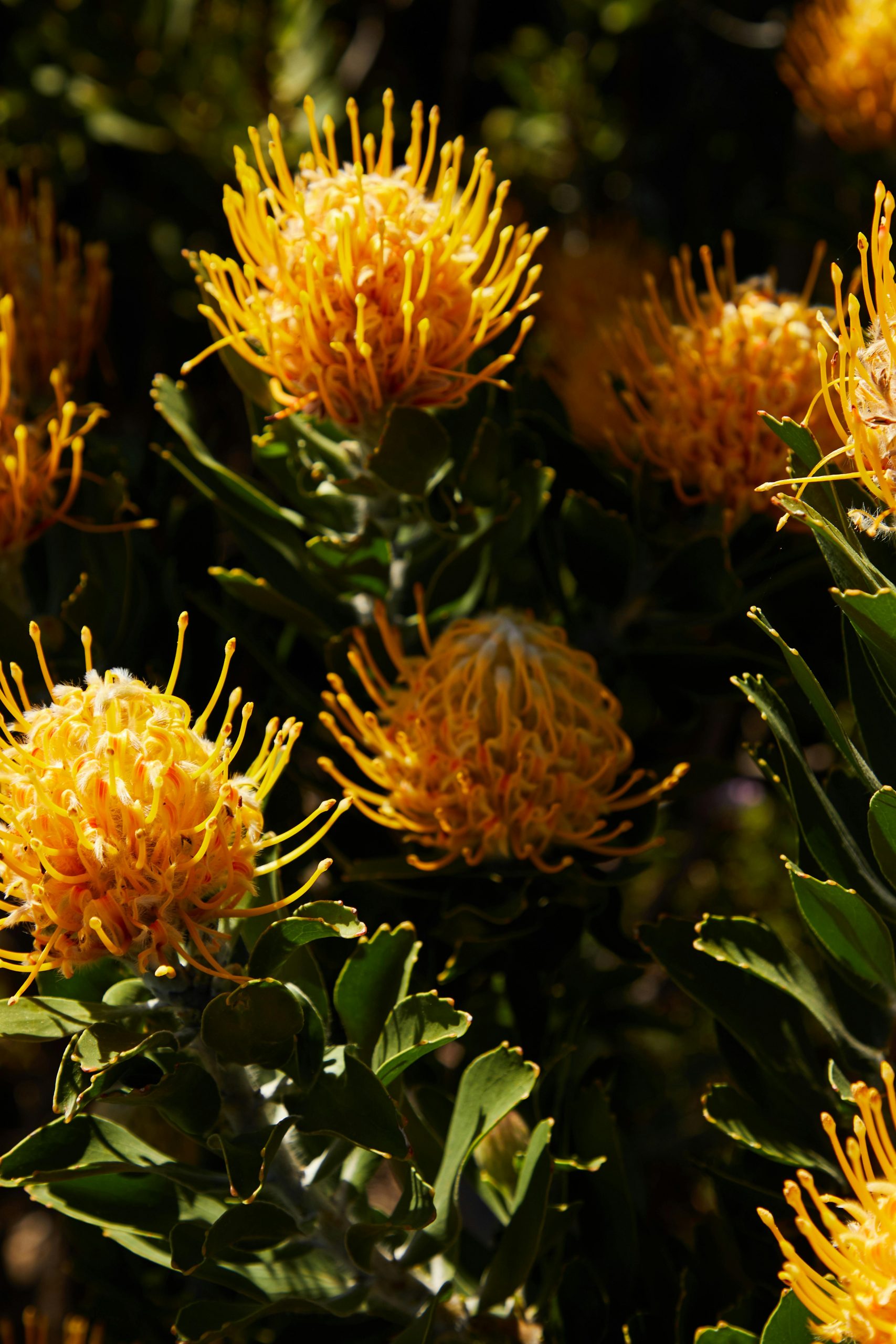 Understanding the Cape's fynbos in Winter | Woman and Home Magazine