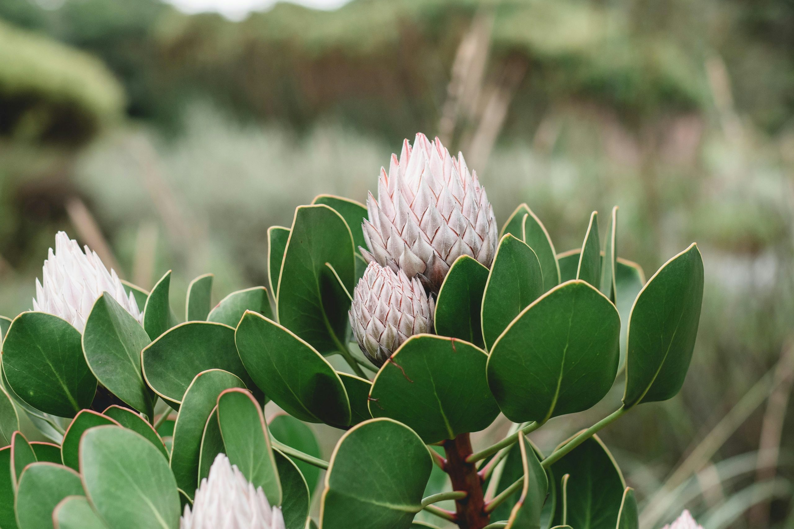 fynbos 3