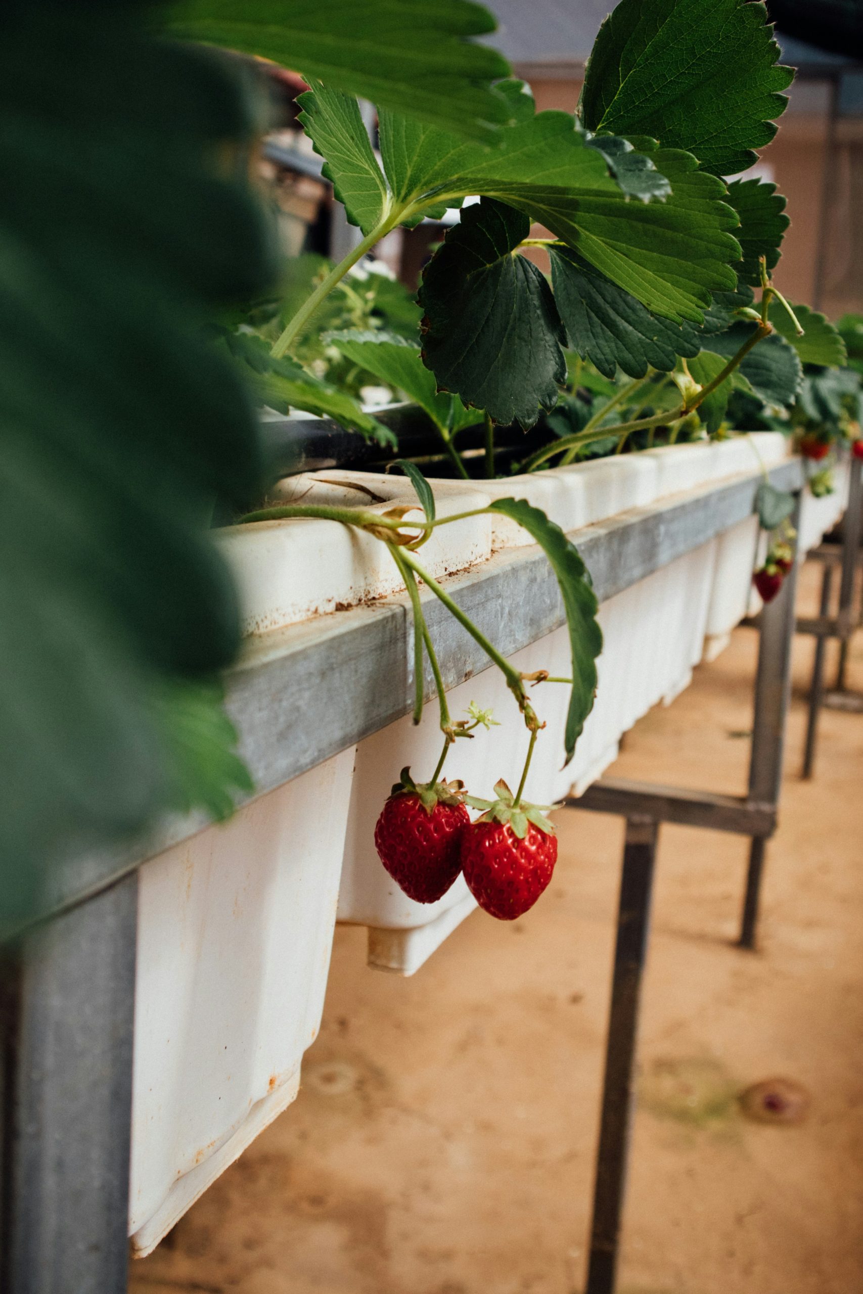 growing strawberries