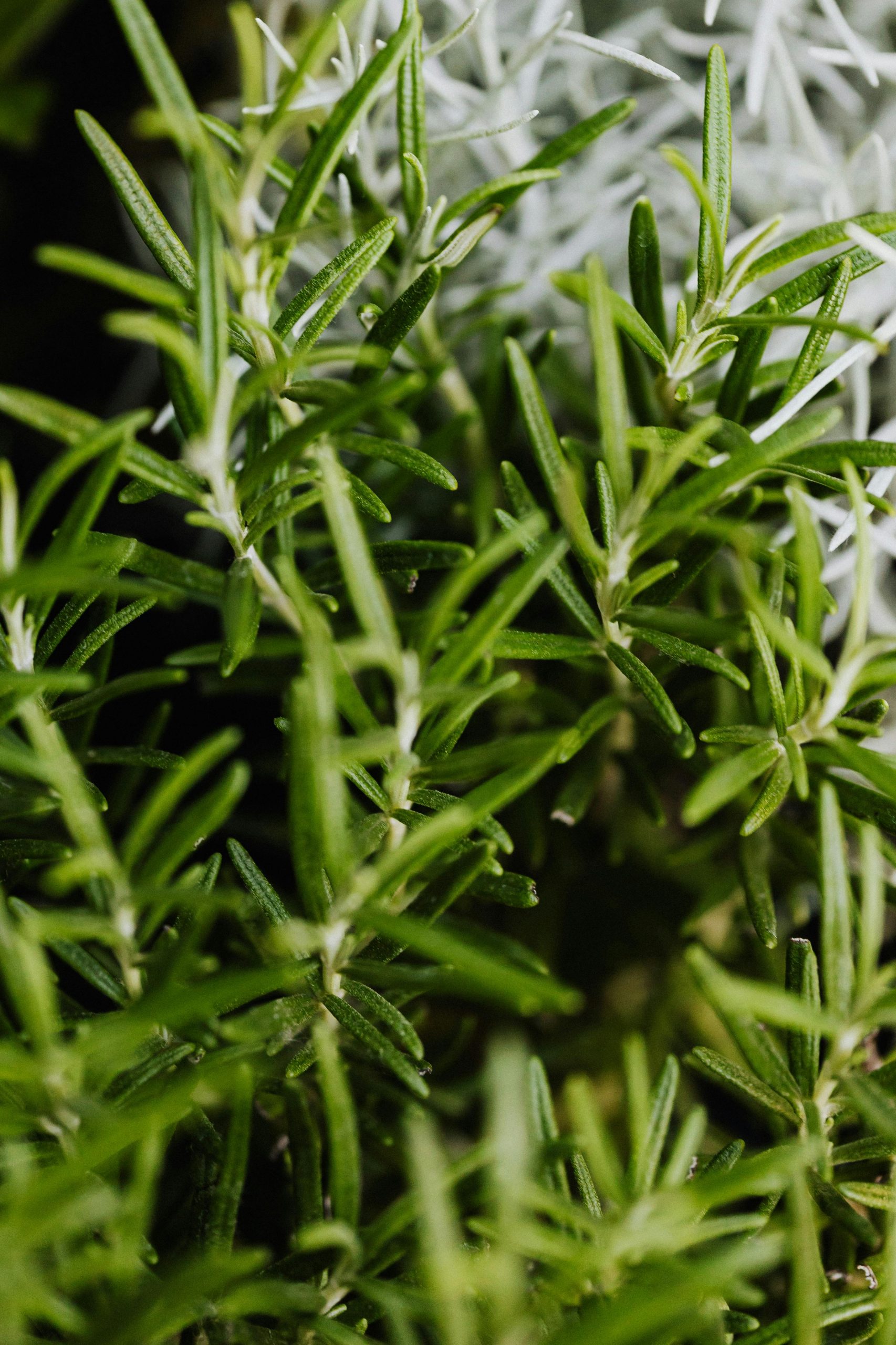 rosemary fly repellent