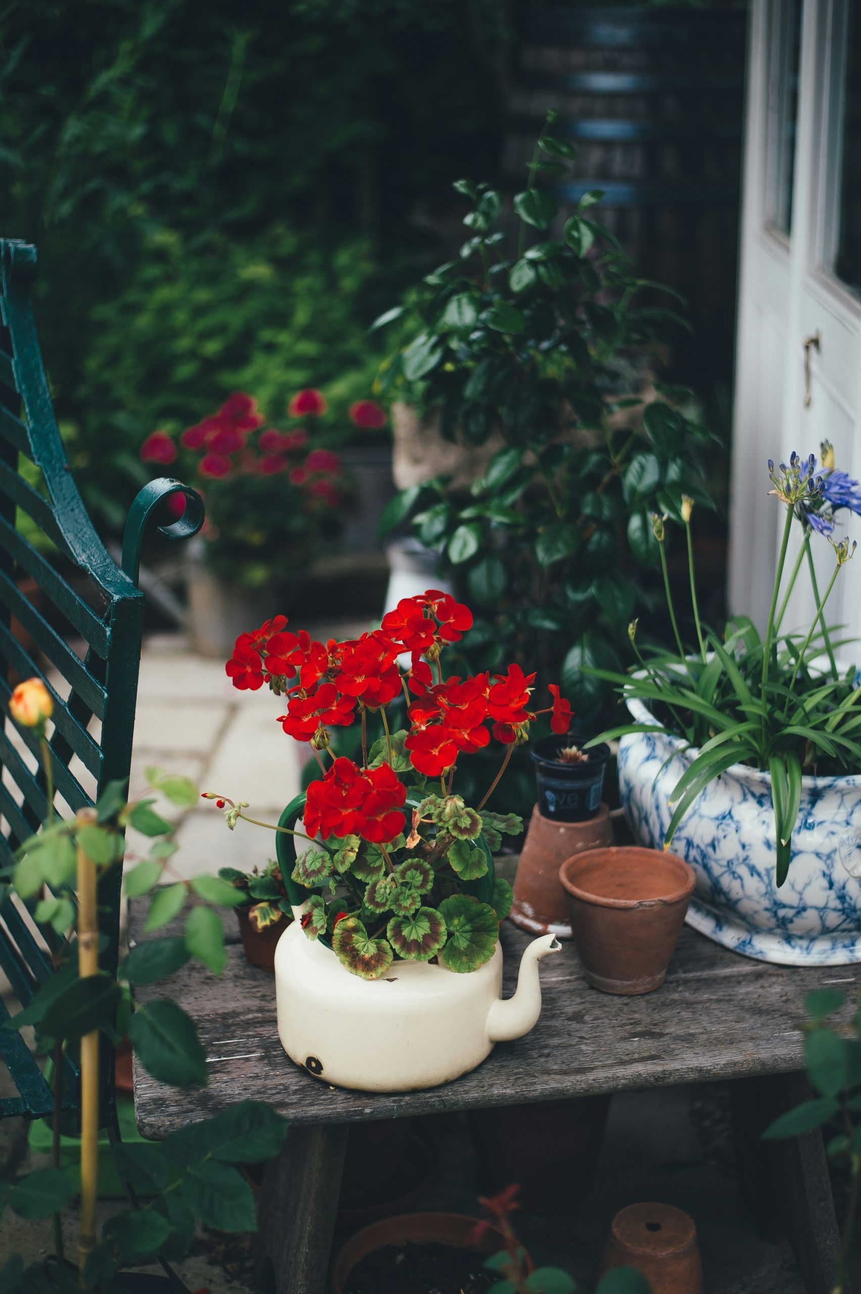 Plant in pretty pot