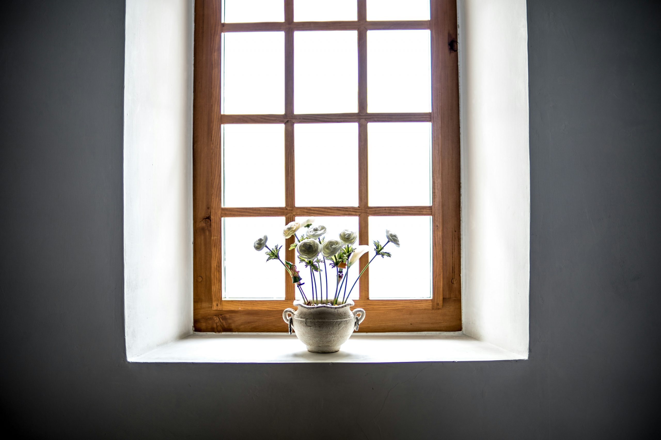 windowsill plant