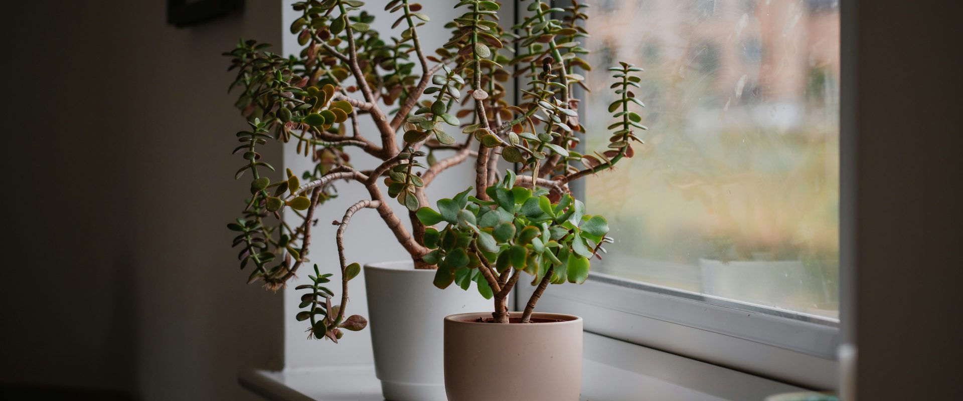 Top 10 plants that will thrive on your windowsill