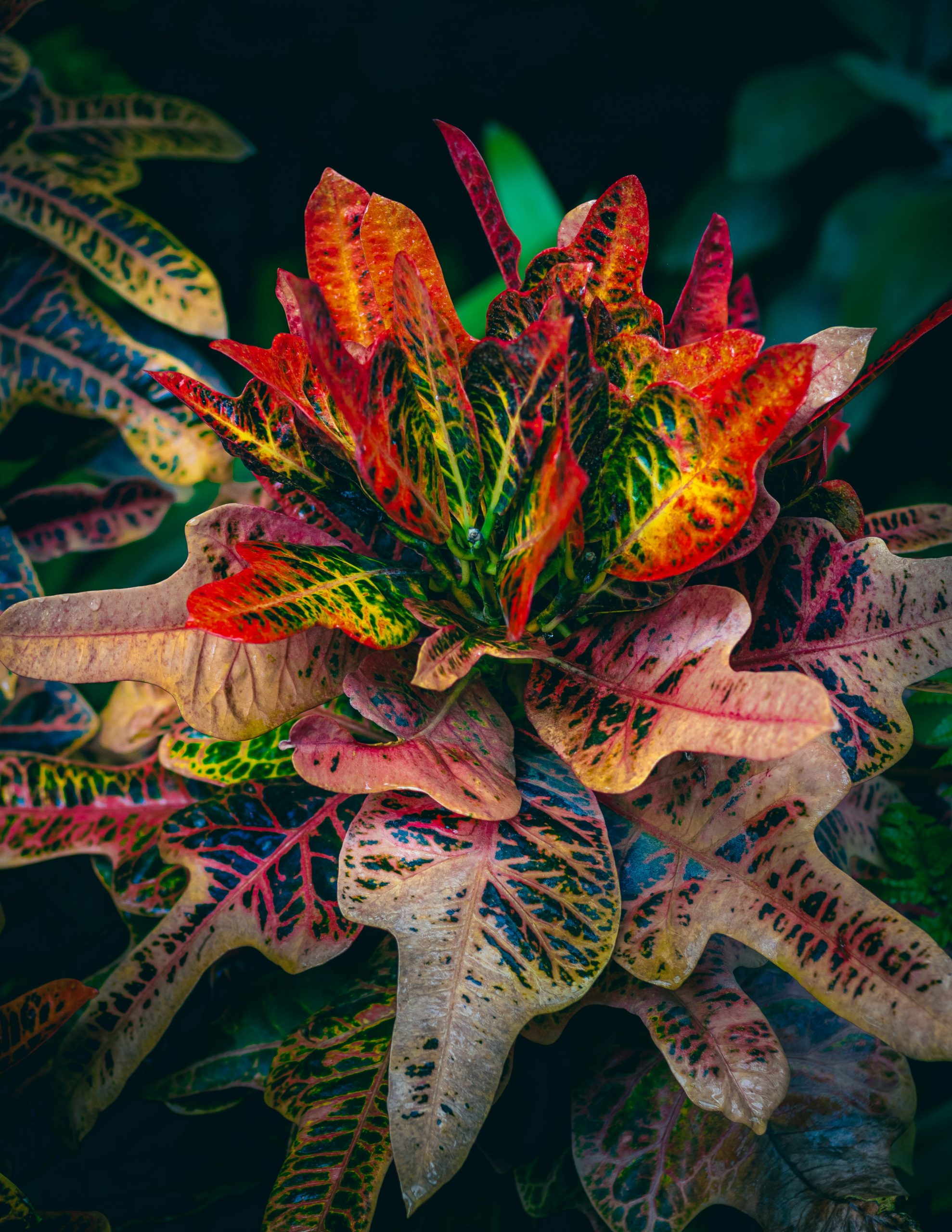 CROTON (Codiaeum variegatum)