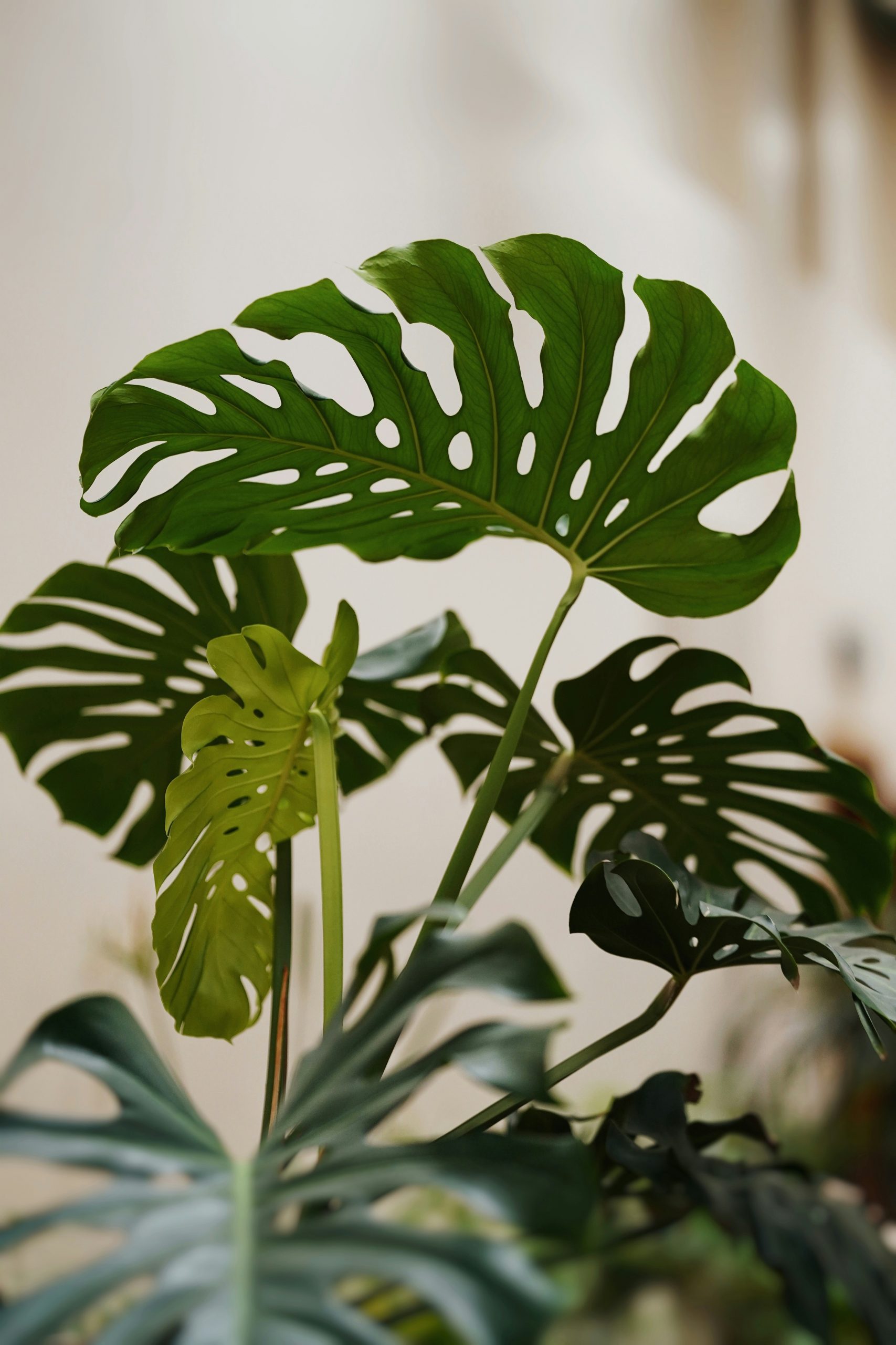 DELICIOUS MONSTER (Monstera deliciosa)