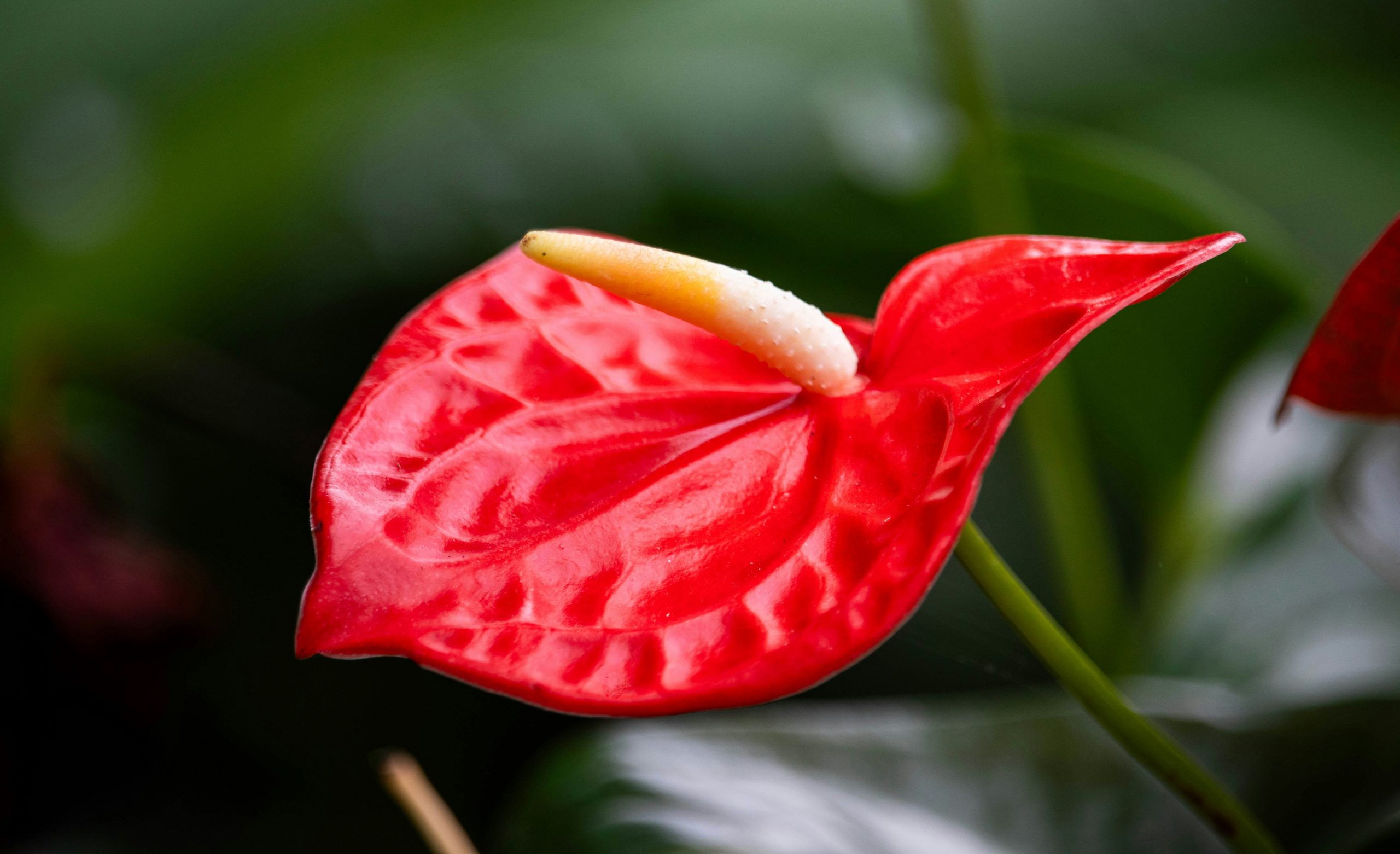 FLAMINGO LILY (Anthurium spp.)