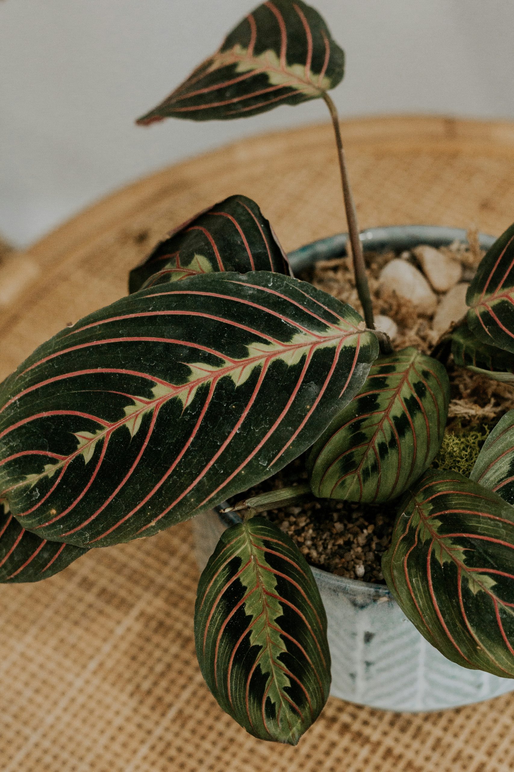 MARANTA LEUCONERA ‘TRICOLOUR’ (Prayer plant)