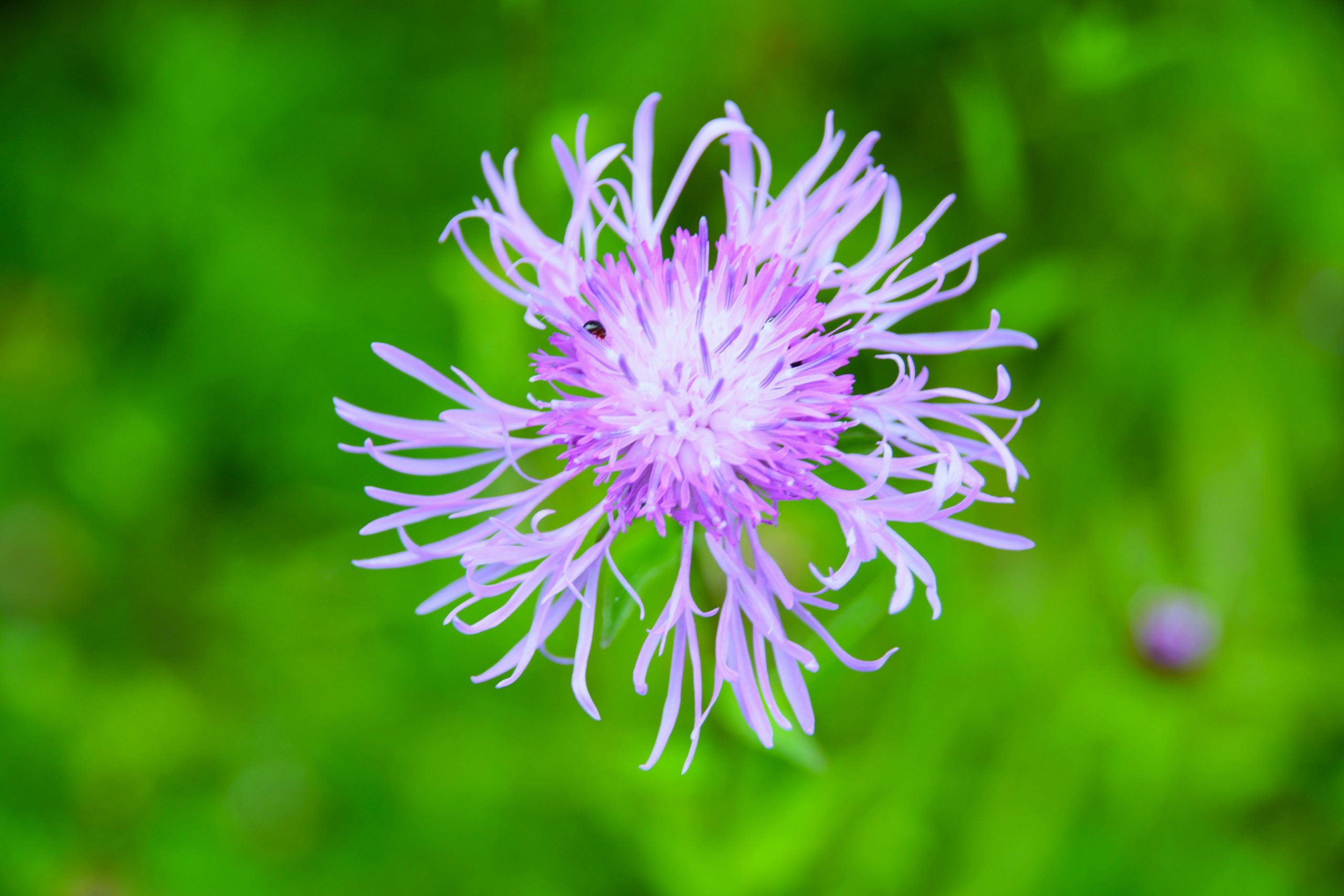 cornflower