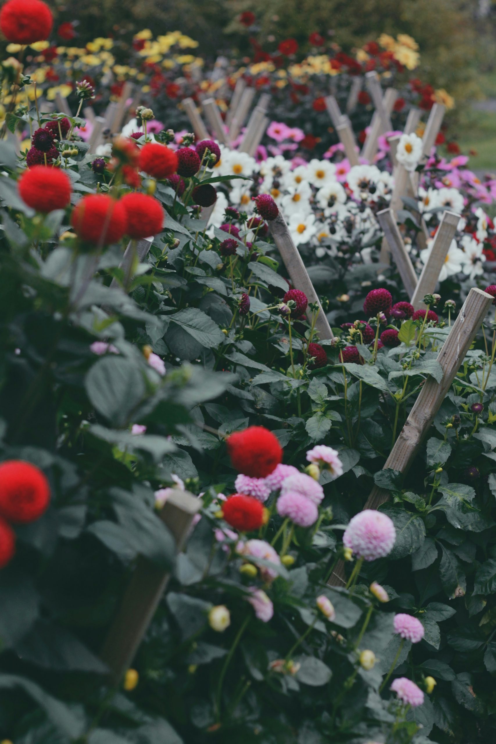 dahlias