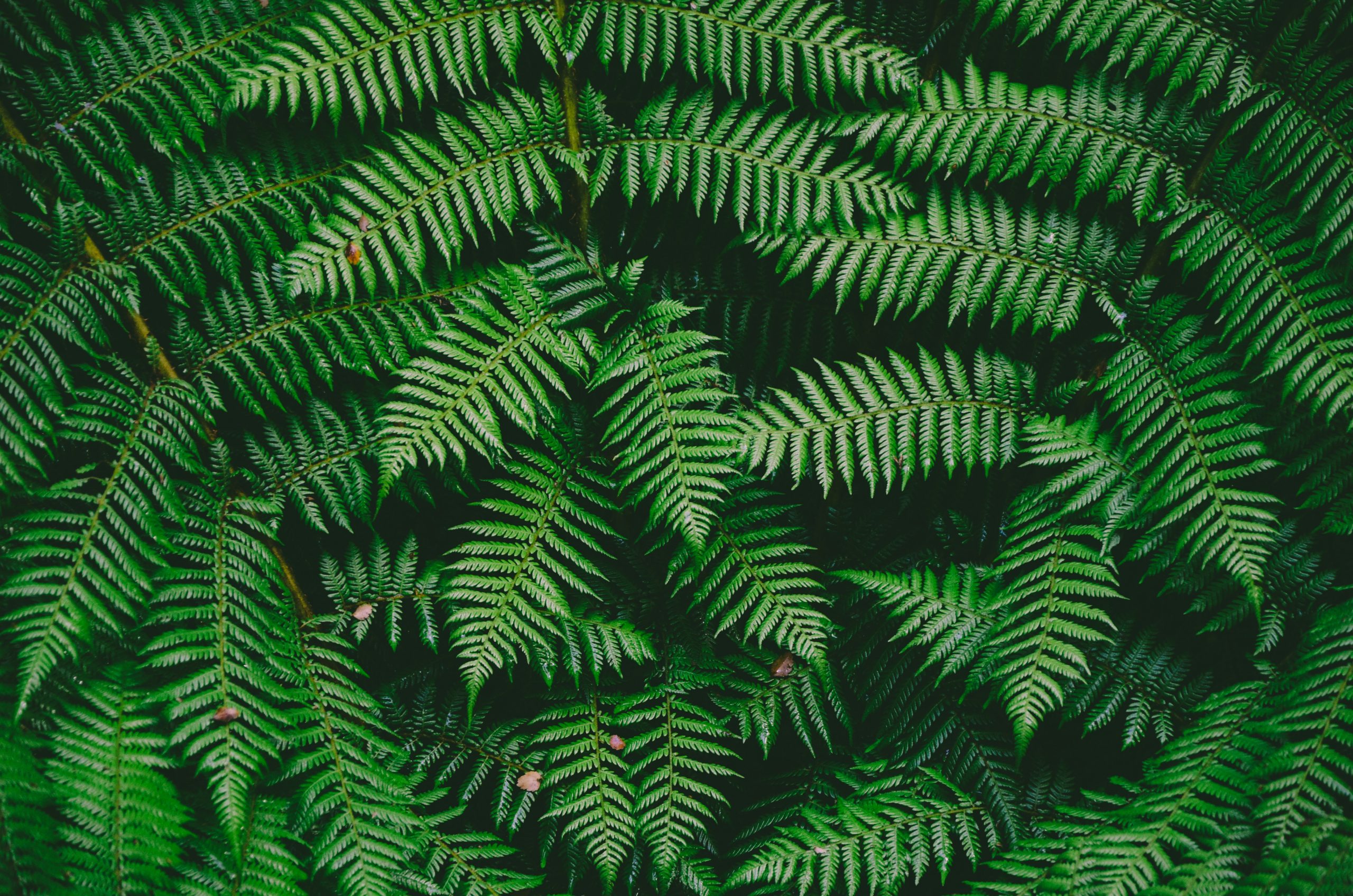 fern