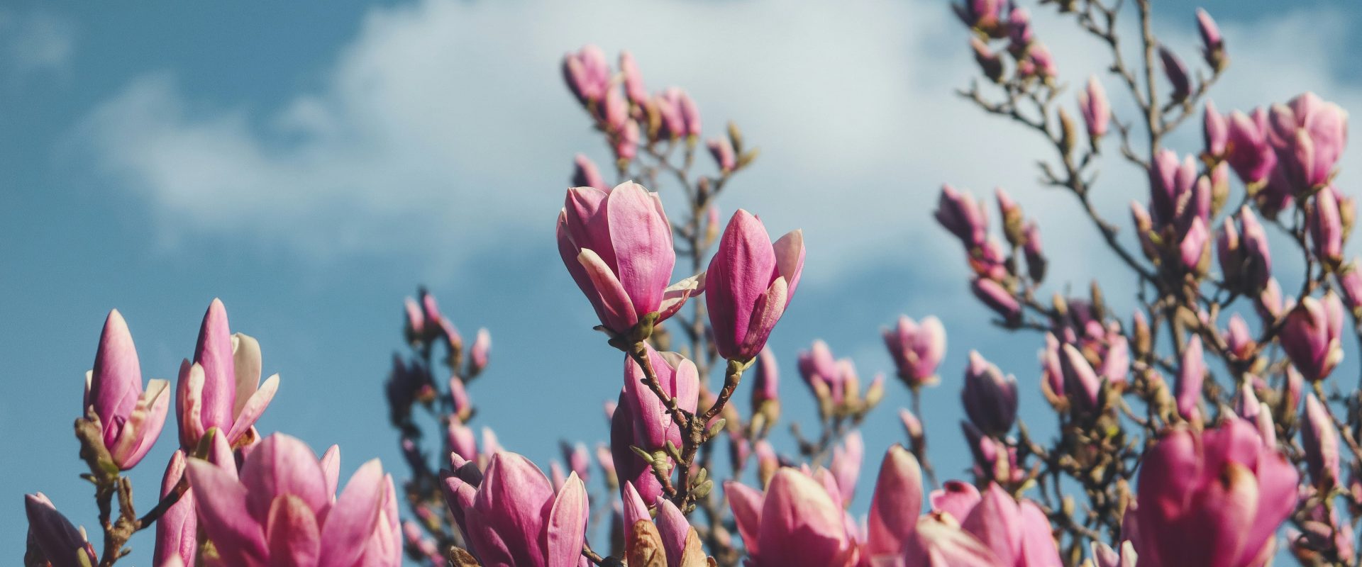 Last minute bulbs to plant to get your garden Spring ready