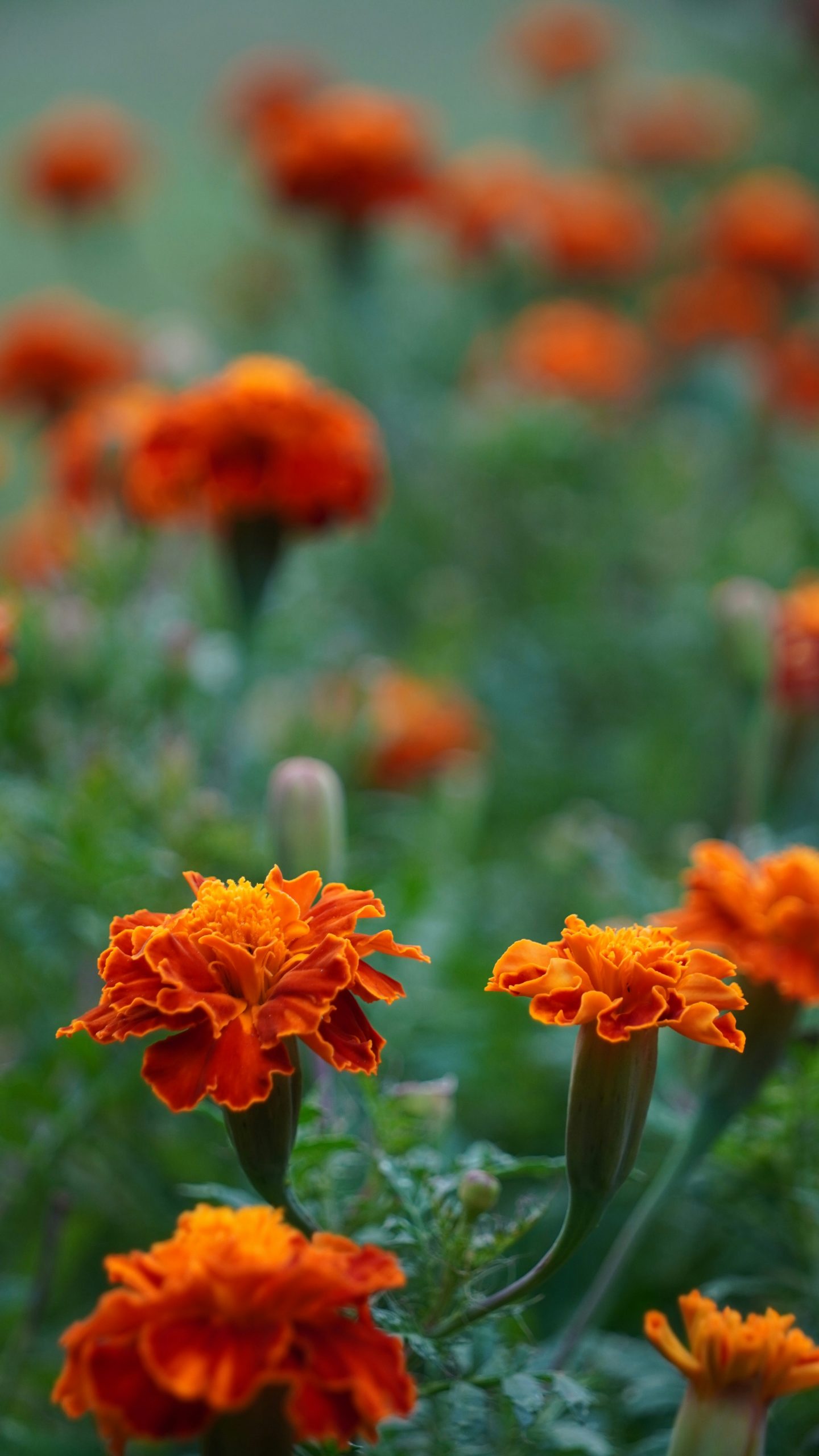 marigolds