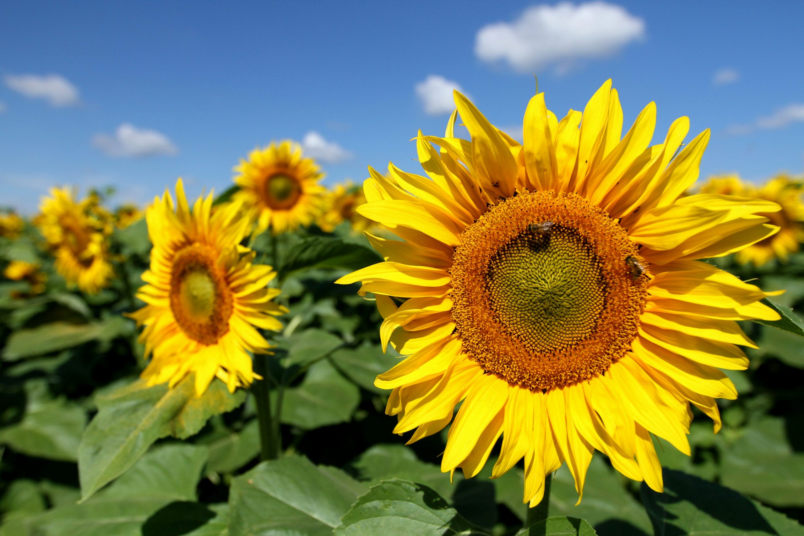 sunflowers