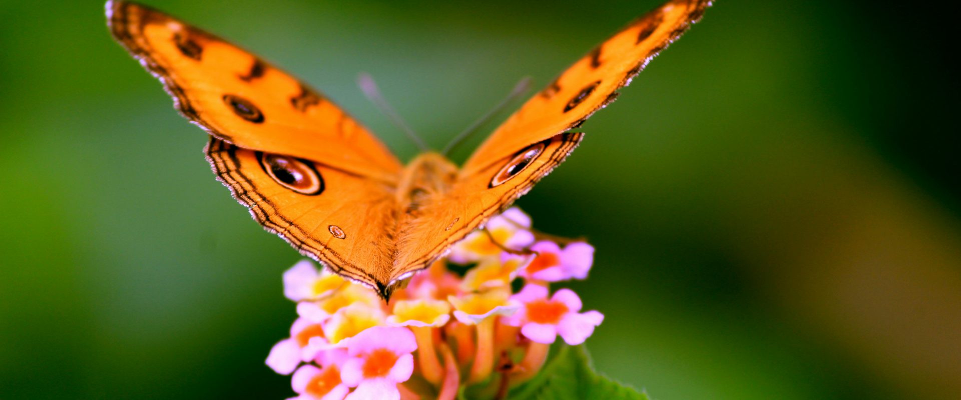 How to attract butterflies to your garden