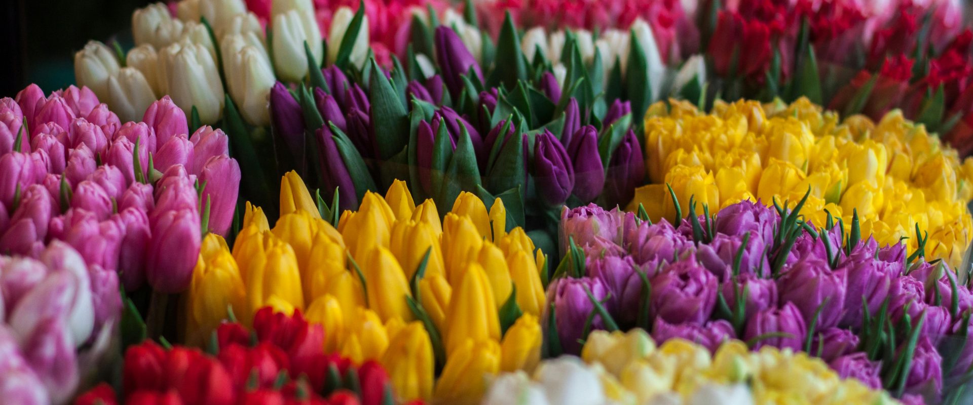 SA's most popular Spring flowers