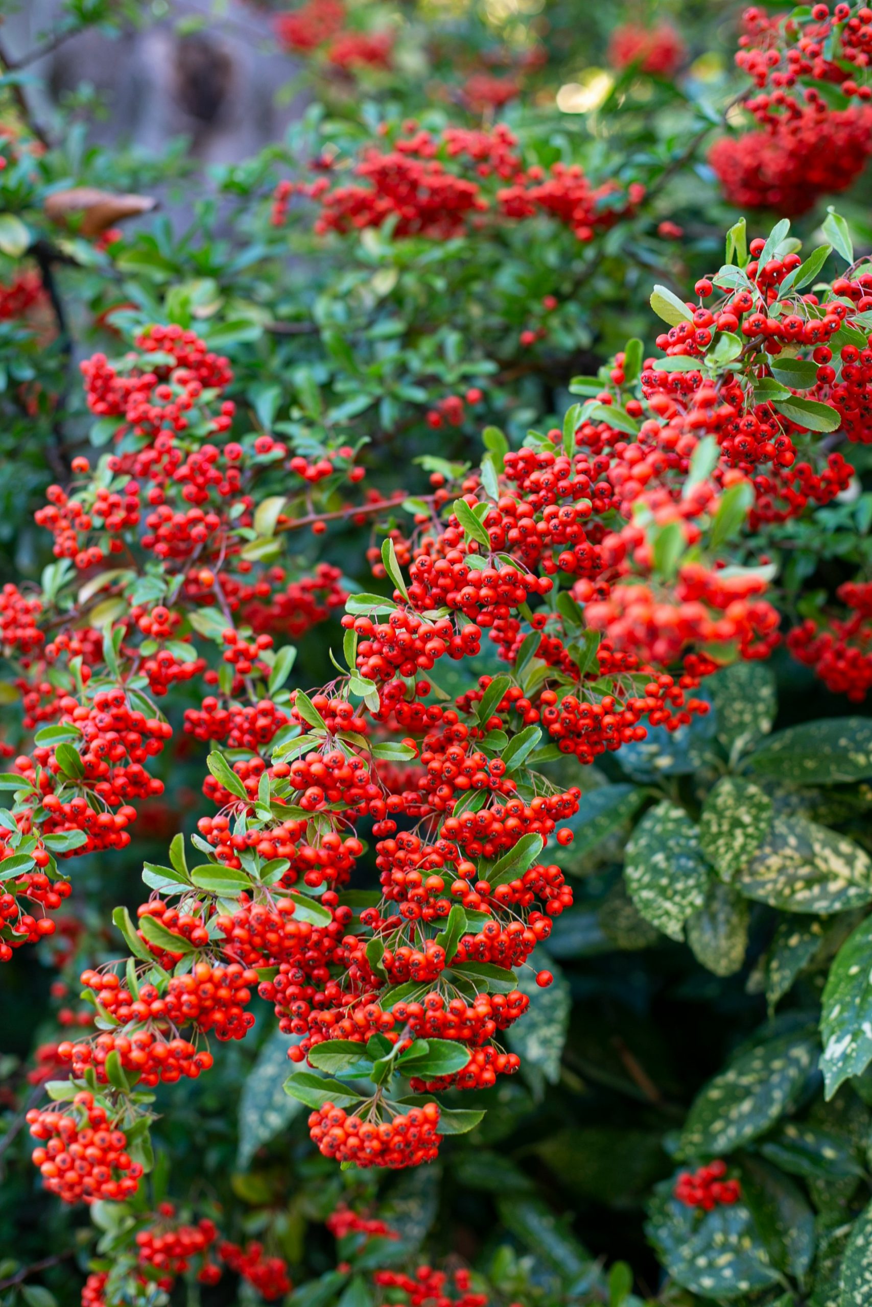 Cape Holly Tree