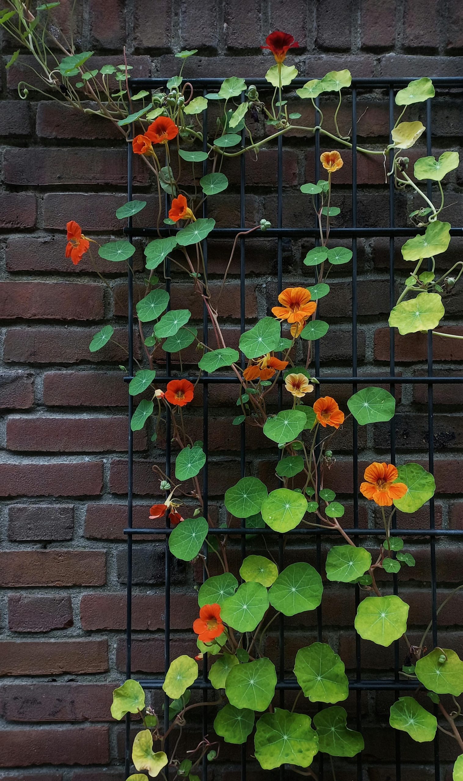 Nasturtium