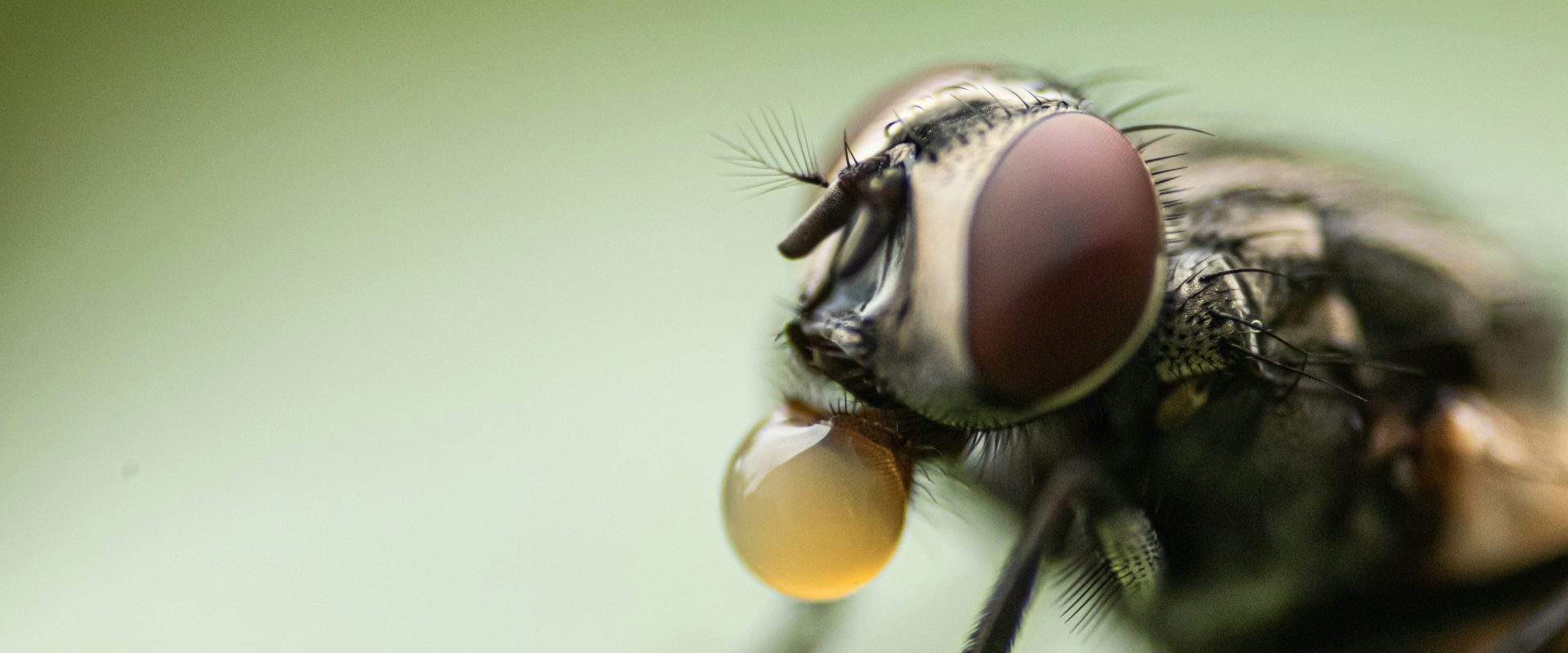 Natural fly repellents for your home