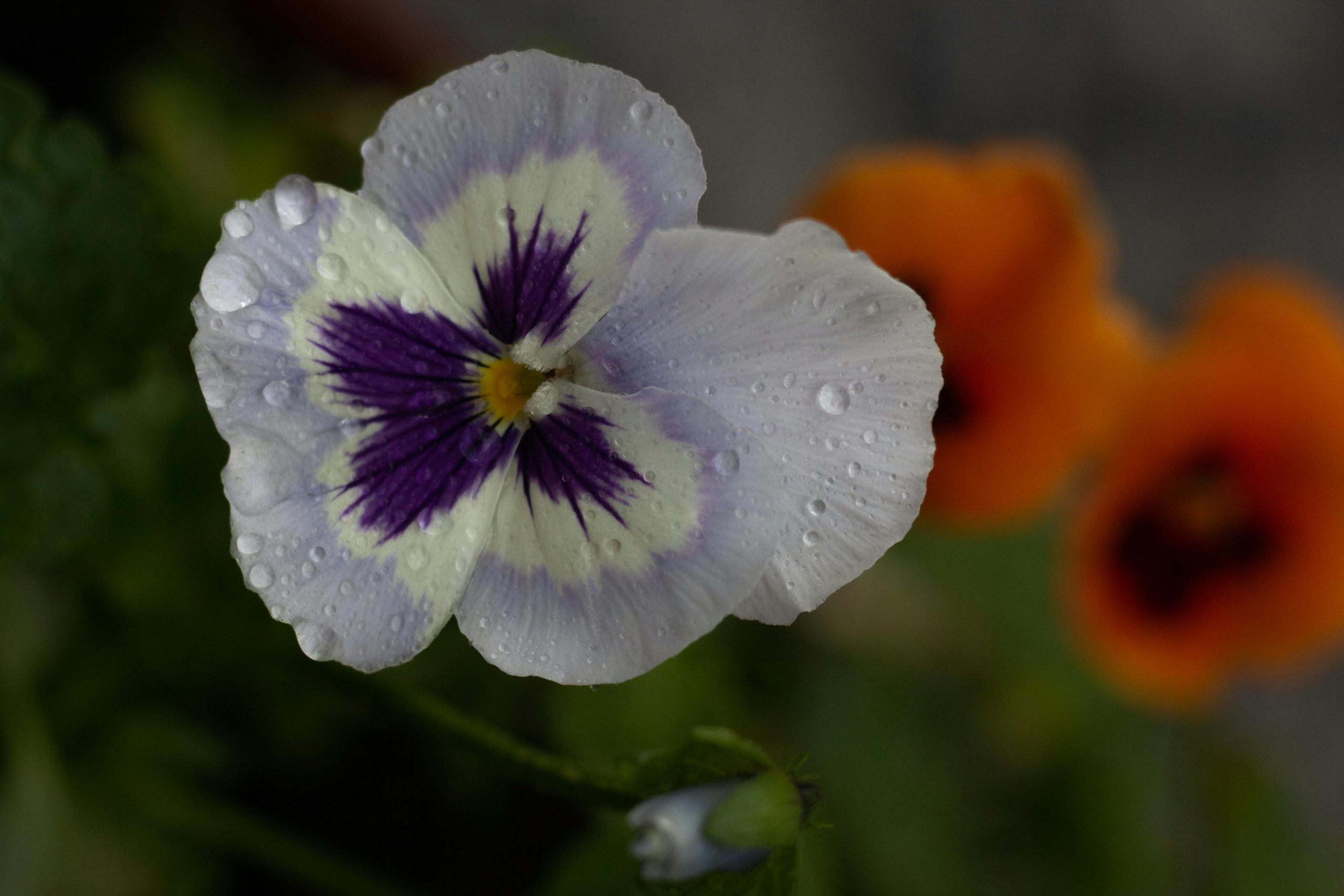 viola plant