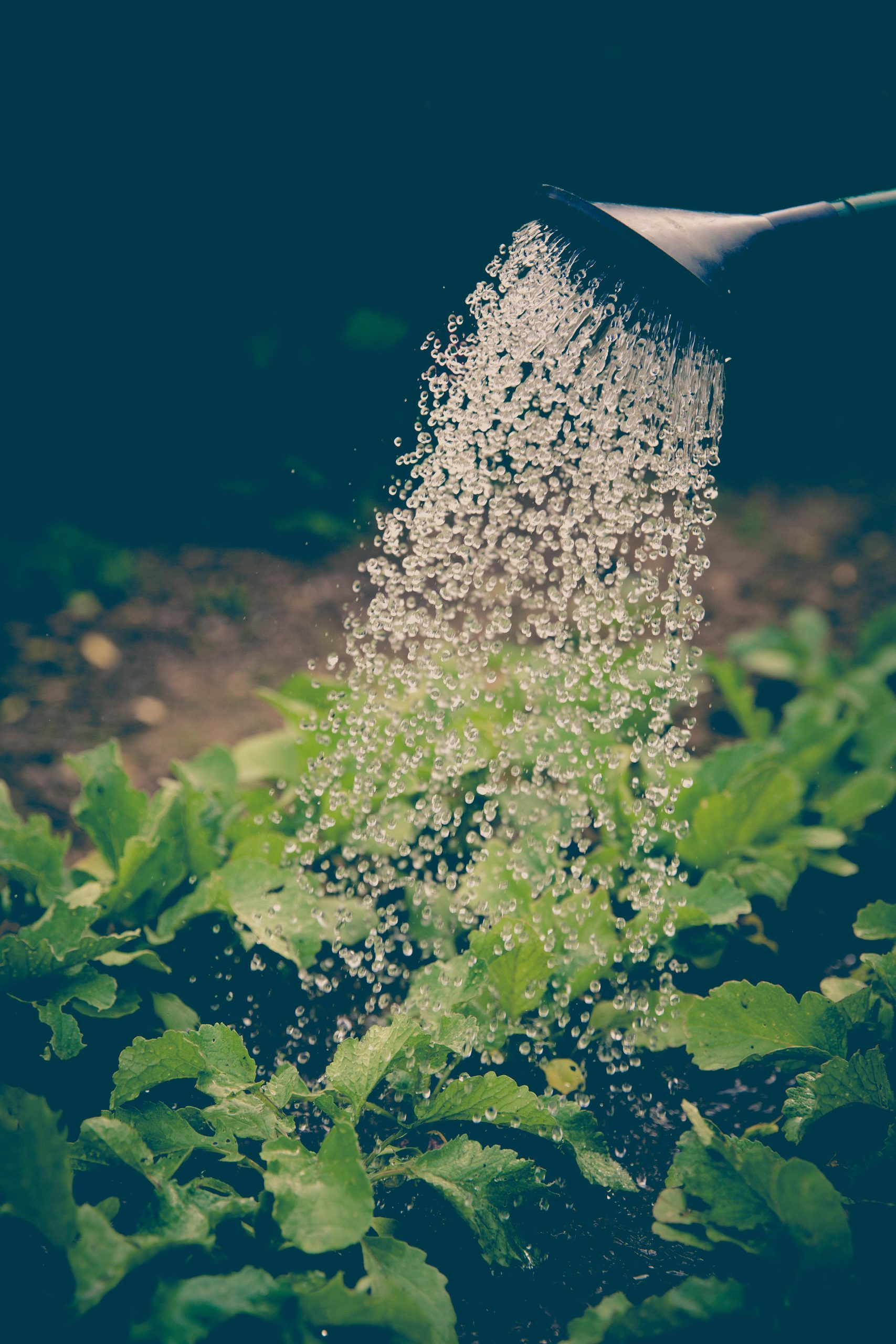 watering plants