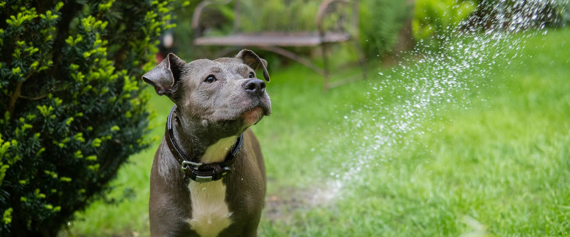 How to create a pet-friendly garden