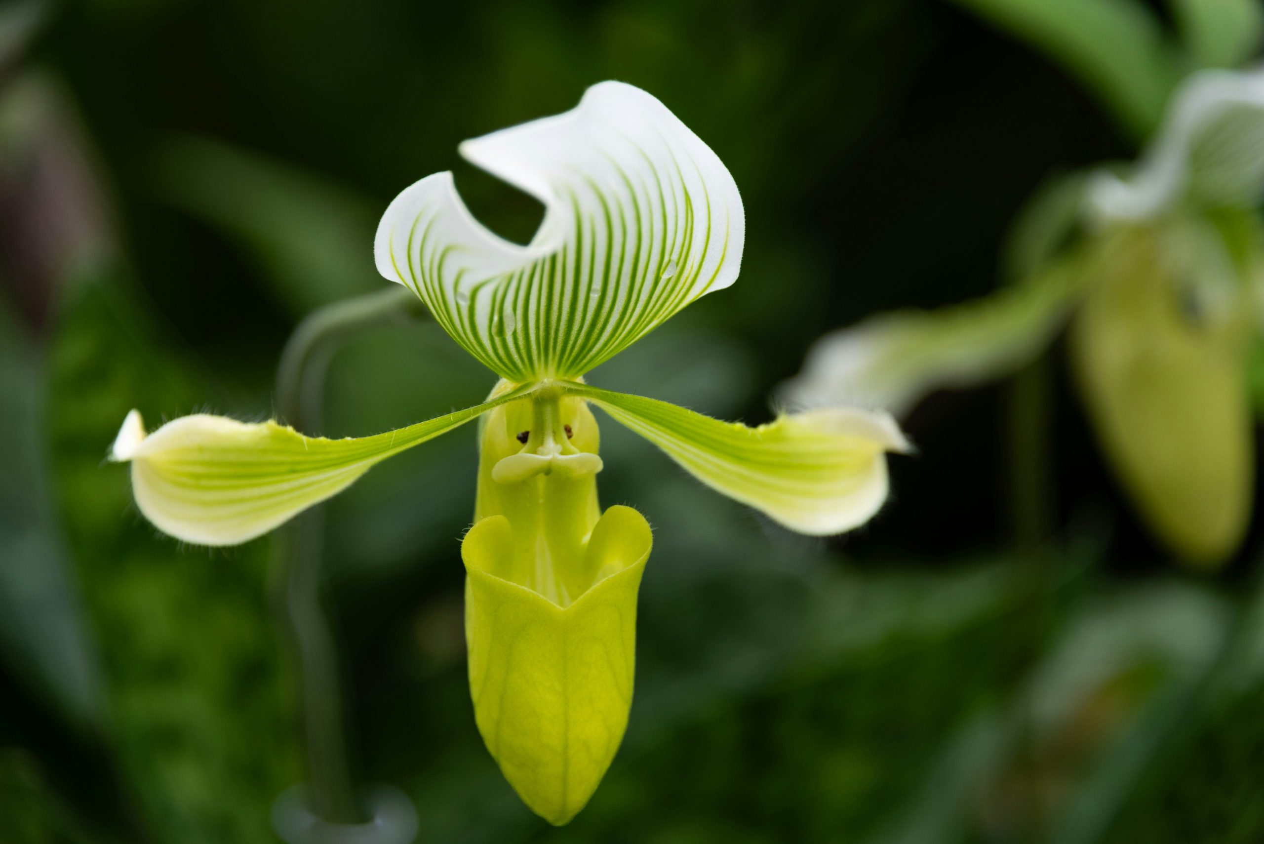 ghost orchid