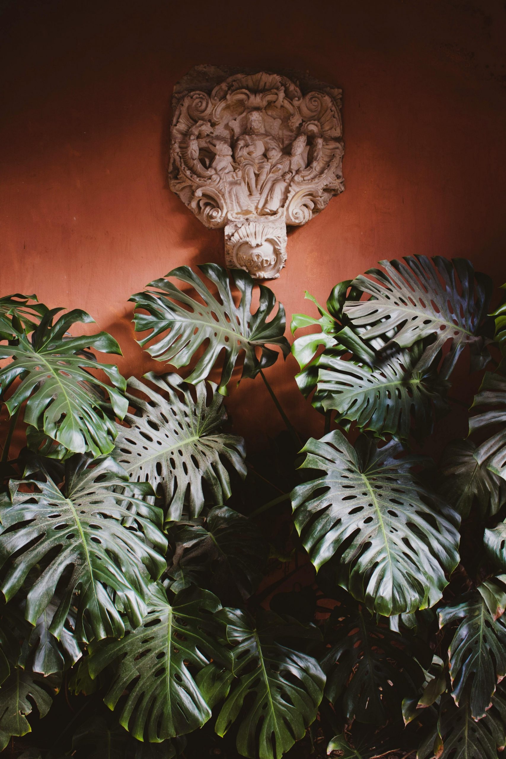 monstera