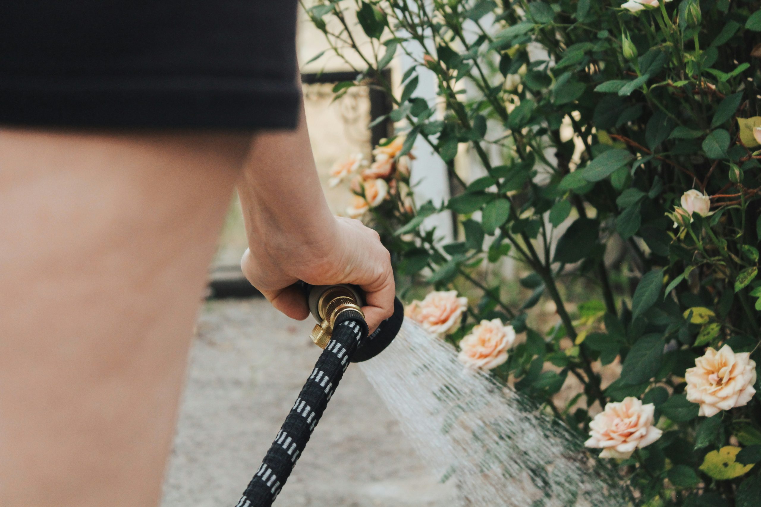 watering plants