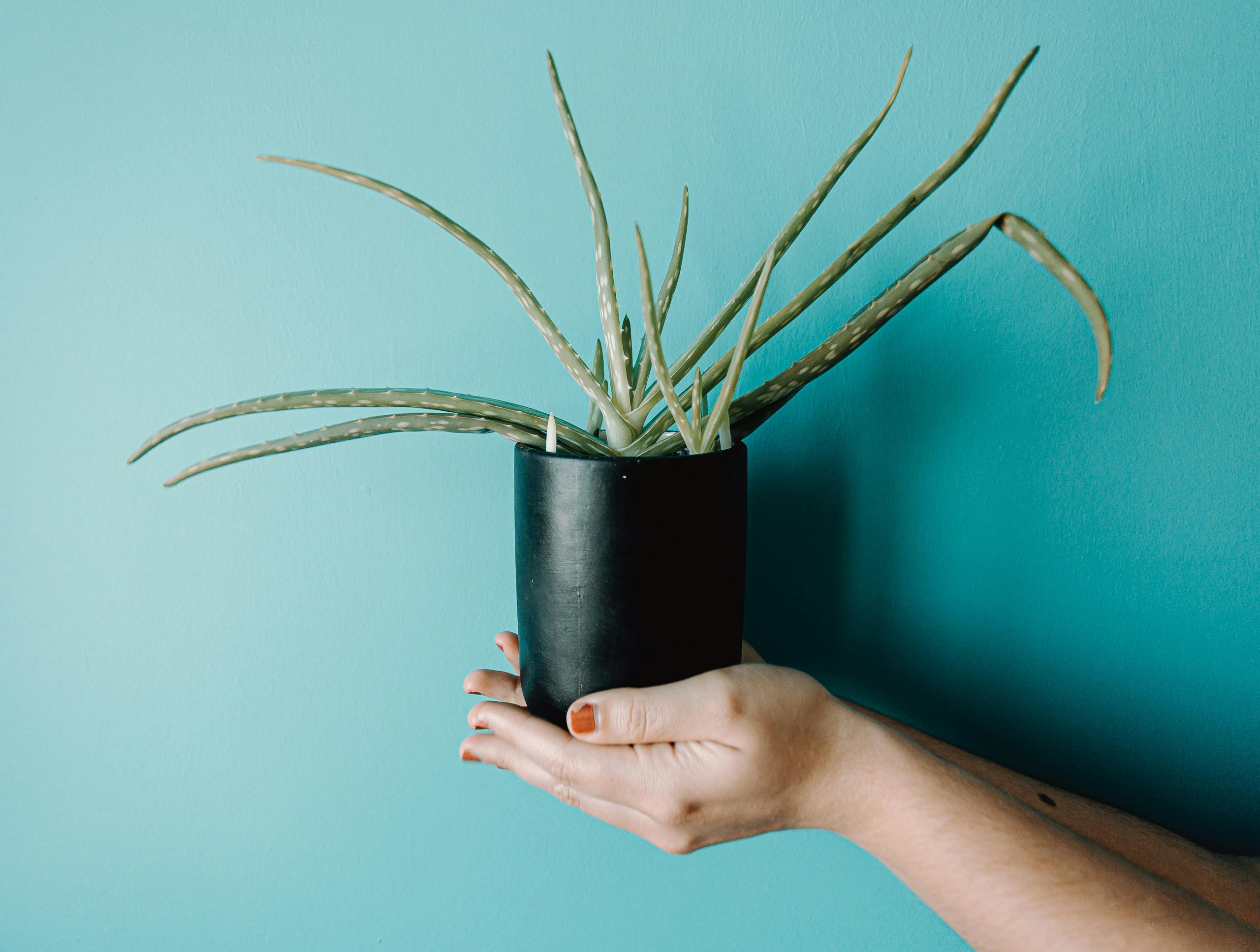 aloe