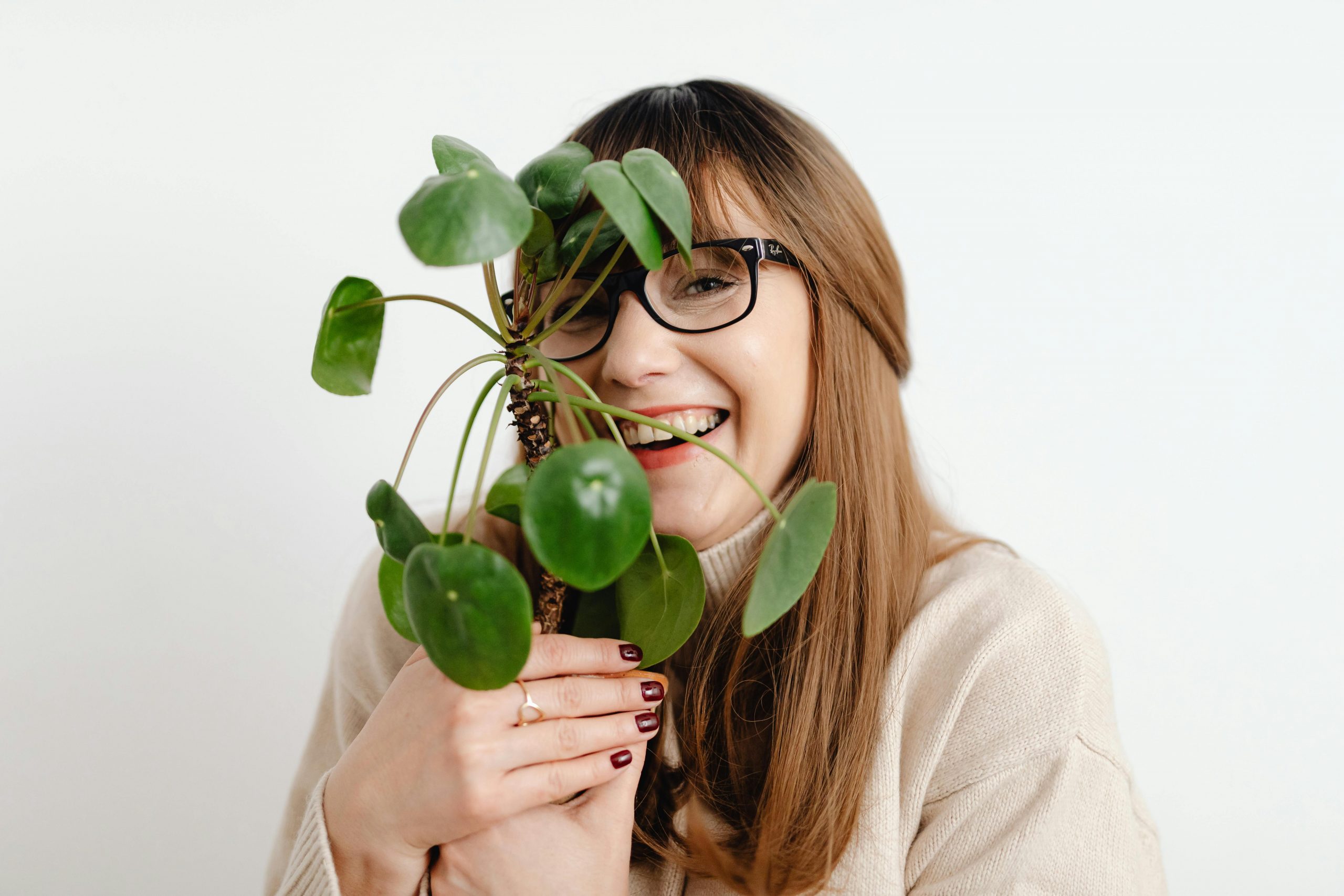 chinese money plant