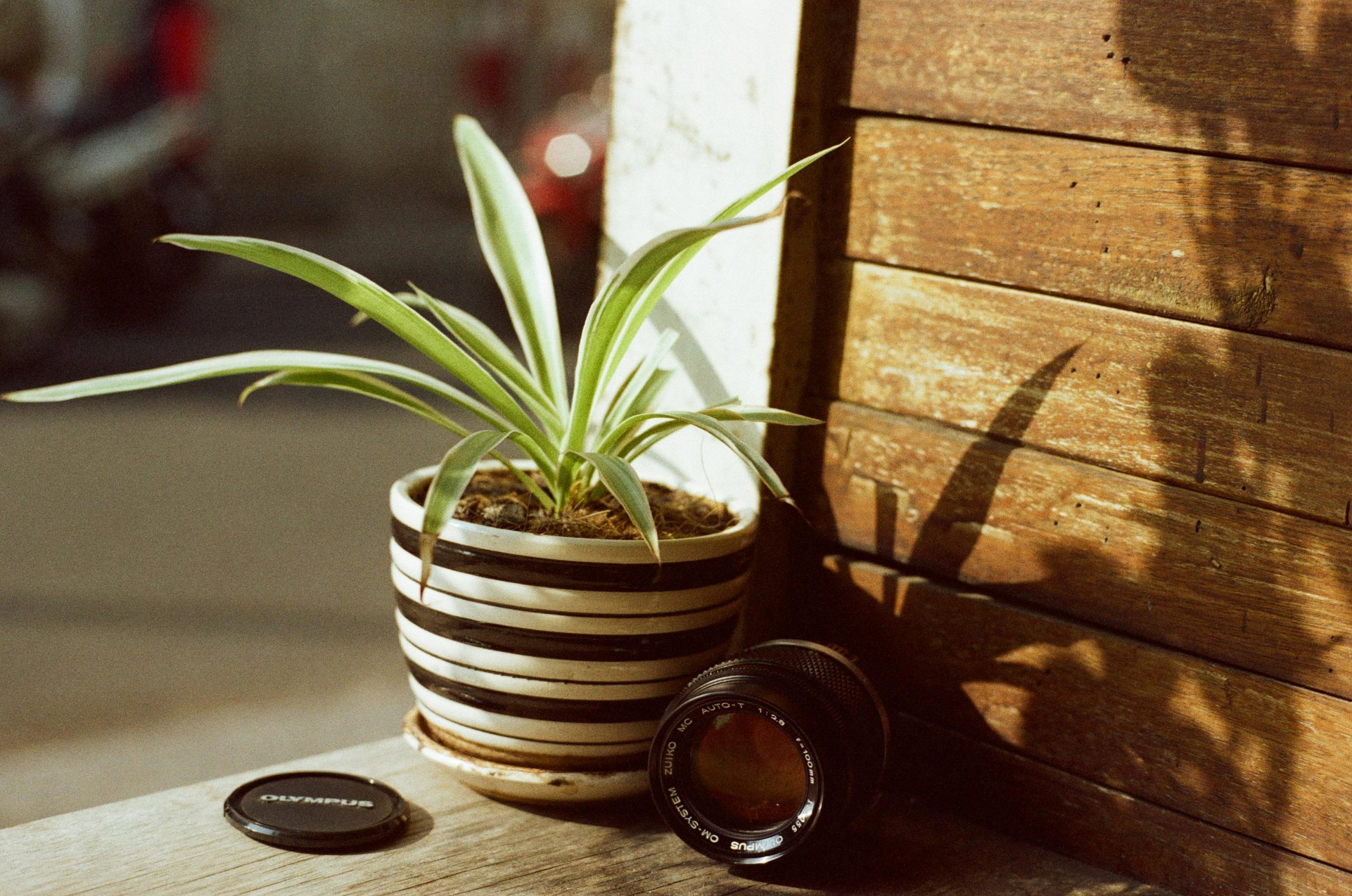 spider plant